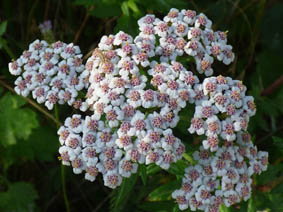 Achillea millefolium